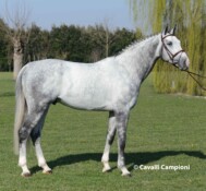 Ophiuco dei Folletti stallone   2009  ( Cornet Obolensky x Ephebe For Ever x Stakkato)