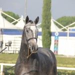 qin arezzo mod 1