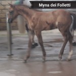 myna