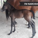 im-narciso