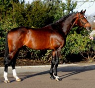 ZELEDRIA DI V.G. stamm Hol 7126