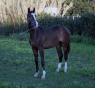 BE GREAT 2012 femmina (E. Berlin x Grand Cru x Accord II)