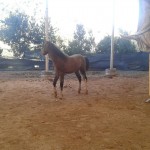 Tout Court 10 b