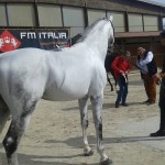 Ophiuco da Cornet Obolensky