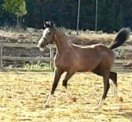 MY KIJIN 2017