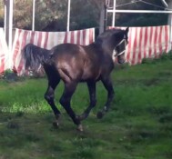 MY KUPIDO DEI FOLLETTI 2017 S.I.