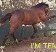 I’M TEMUJIN M 2019